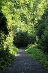 Naklejka premium Sunlit path through the forest