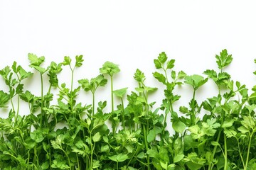 Obraz premium Bright green chervil stems grown in a herb garden isolated against a white backdrop