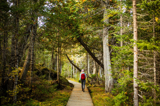 Hiking along a wooden trail in a lush forest with vibrant foliage during autumn