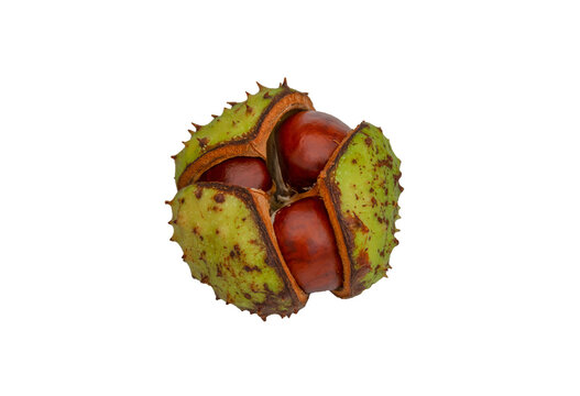 European horse chestnut (aesculus hippocastanum) spiky conker shell.