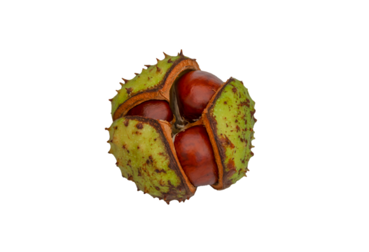 European horse chestnut (aesculus hippocastanum) spiky conker shell.