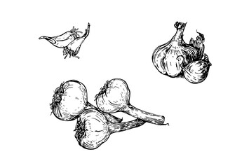 Varieties of different garlic on white background. Vector illustration. Ink line draw vector. Drawing engraving illustration