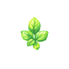 Obraz premium Vibrant green watercolor basil leaves on black background, cut out