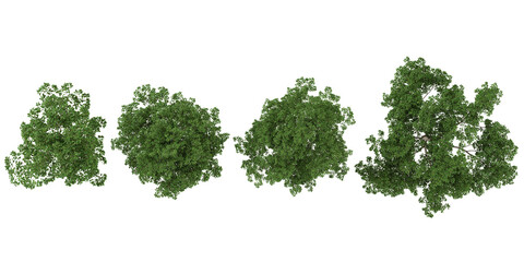 Collection of cinnamomum plants on transparent background from the top view