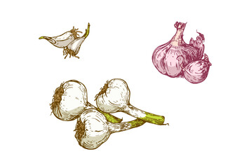 Hand drawn garlic set — fresh garlic bulbs, cloves and sketch illustration isolated on white