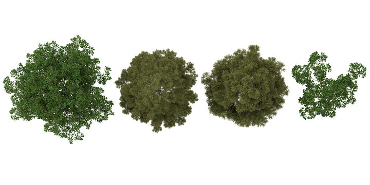 Collection of cunninghamia plants on transparent background from the top view