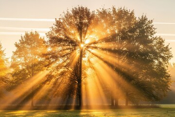 Enchanted Autumn Woodland