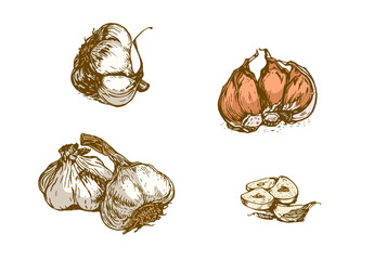 Vintage garlic illustration set — hand drawn garlic bulbs, cloves and slices isolated on white