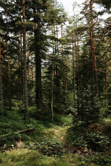 Fototapeta premium Small stream flowing through a forest in Divcibare, Serbia. Peaceful nature landscape