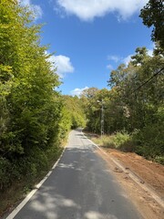 road in the forest