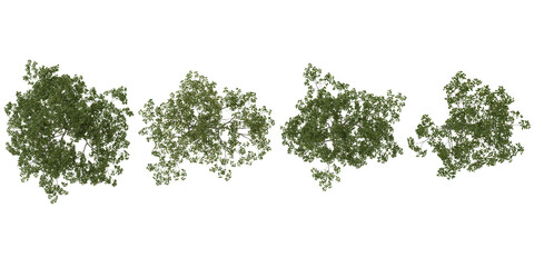 Collection of cyclobalanopsis plants on transparent background from the top view