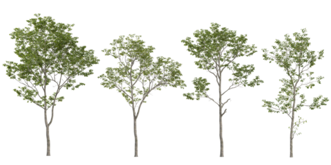 Collection of cyclobalanopsis plants on transparent background