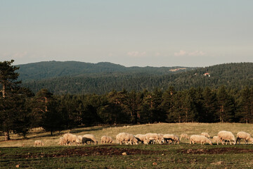 Fototapeta premium Flock of sheep grazing on a meadow with mountains and forest in the background at Divcibare, Serbia. Pastoral landscape and rural countryside scene