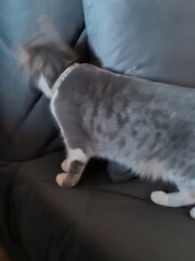 gray cat, gray cat, cat poses, alice's story, cat poses, cat sleeping, cat playing, paws