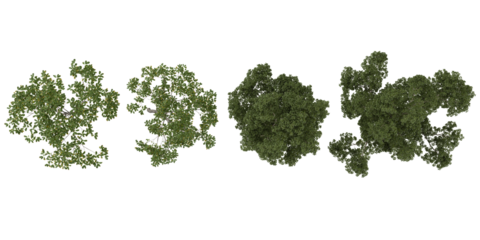 Collection of cyclobalanopsis,Eucalyptus plants on transparent background from the top view