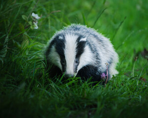 Badger Cub