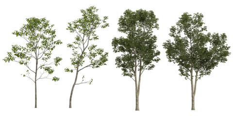 Collection of cyclobalanopsis,Eucalyptus plants on transparent background