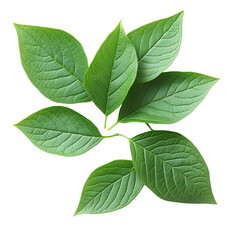 Green Leaves of Blueberry Isolated on Transparent Background, Natural Green Blueberry Leaves Clipart, Botanical Blueberry Leaves Isolated