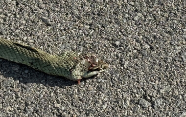 Dead snake run over on a road