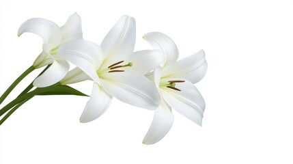 Fototapeta premium White lilies on white background
