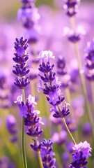 Obraz premium Close-up of vibrant purple lavender flowers in a field