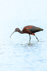 Glossy ibis, Plegadis falcinellus, wader bird in breeding plumage
