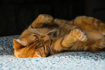 Golden Cat Sleeping and Stretching in Funny Position.
Golden tabby cat sleeping and stretching in a funny, contorted position showing playful behavior