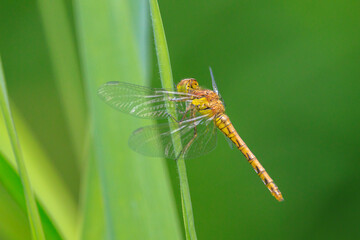 Common Darter Sympetrum striolatum female