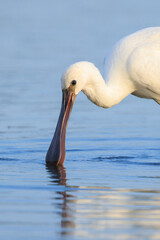 Closeup of a common spoonbill, Platalea leucorodia, foraging