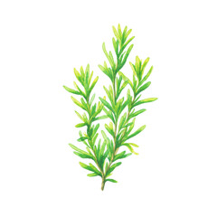 Vibrant green rosemary illustration on black background, cut out