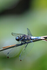 Scarce chaser blue colored male, Libellula fulva, resting on vegetation