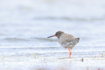 common redshank tringa totanus wading bird