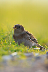 snow bunting female bird, Plectrophenax nivalis, foraging in grass