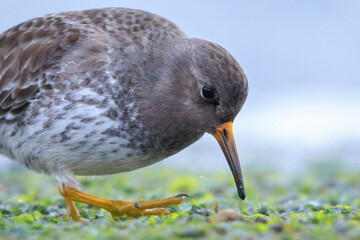Purple sandpiper, calidris maritima, shorebird foraging between rocks