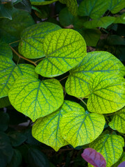 Green heart-shaped leaves with visible veins in natural light