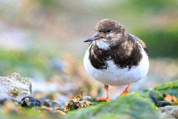 Closeup of a Rubby turnstone Arenaria interpres wading bird foraging between rocks at the sea coast