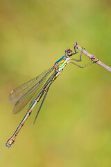 Detail closeup of a western willow emerald damselfly Chalcolestes viridis