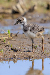 Northern lapwing chick, Vanellus vanellus, wading bird in a meadow
