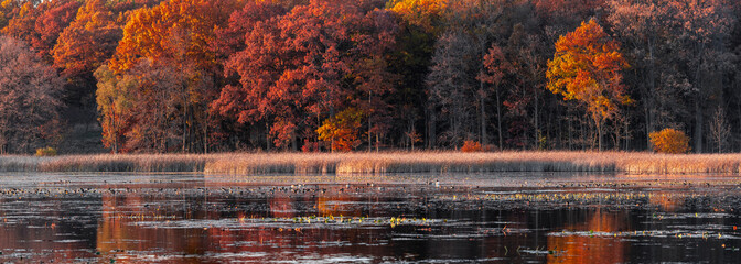 Colorful autumn trees by the Kent lake shore in Kensington metro park, Michigan late in the evening.