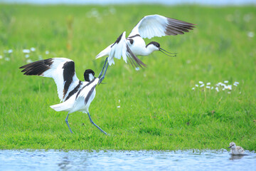Pied Avocet, Recurvirostra avosetta,  parent and chick
