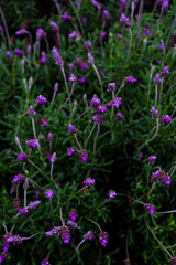 Lavender Plant with Water Droplets, Macro Shot