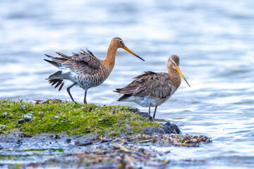 Black-tailed godwit Limosa Limosa foraging in water