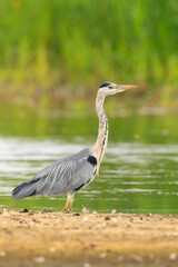 Grey heron, Ardea cinerea, hunting and fishing