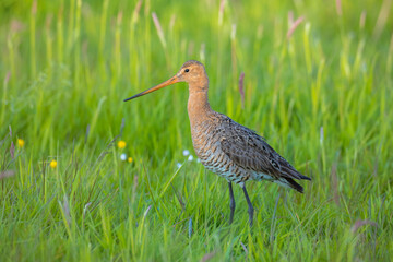 Black-tailed godwit Limosa Limosa foraging in a green meadow