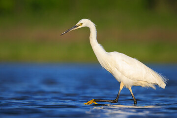 Little Egret, Egretta garzetta, fishing