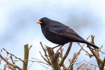 Blackbird, turdus merula, singing in a tree
