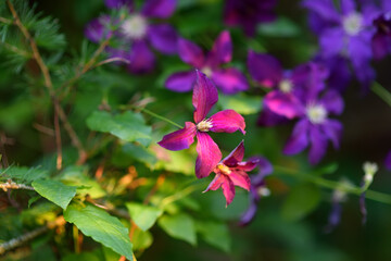 Beautiful flowering purple clematis are on bed in the garden at summer