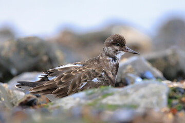 Closeup of a Rubby turnstone Arenaria interpres wading bird foraging between rocks at the sea coast
