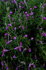 Fototapeta premium Lavender Plant with Water Droplets, Macro Shot