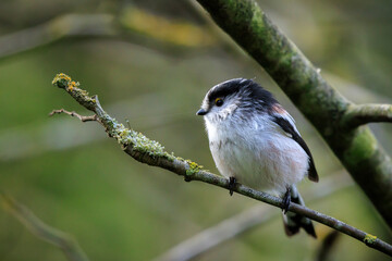 Closeup of a long-tailed tit or long-tailed bushtit, Aegithalos caudatus, bird foraging in a forest